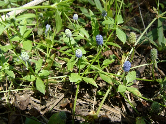 {Eryngium prostratum}